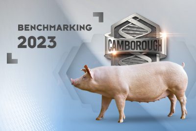 benchmarking-camb23